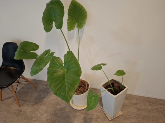 soa log　観葉植物が育む、心地よい暮らしの空間